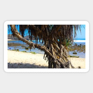 Tree trunks at Watu Karung sand beach Magnet